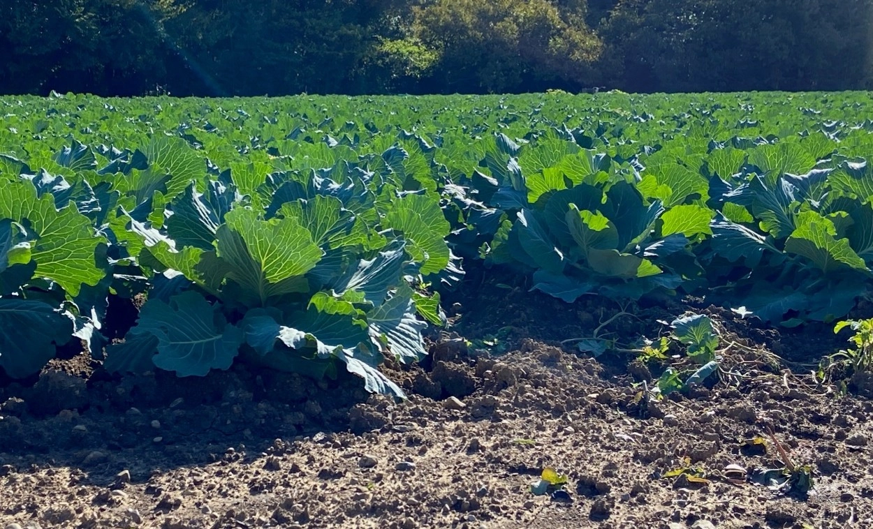 再生堆肥を使用した有機肥料で育成